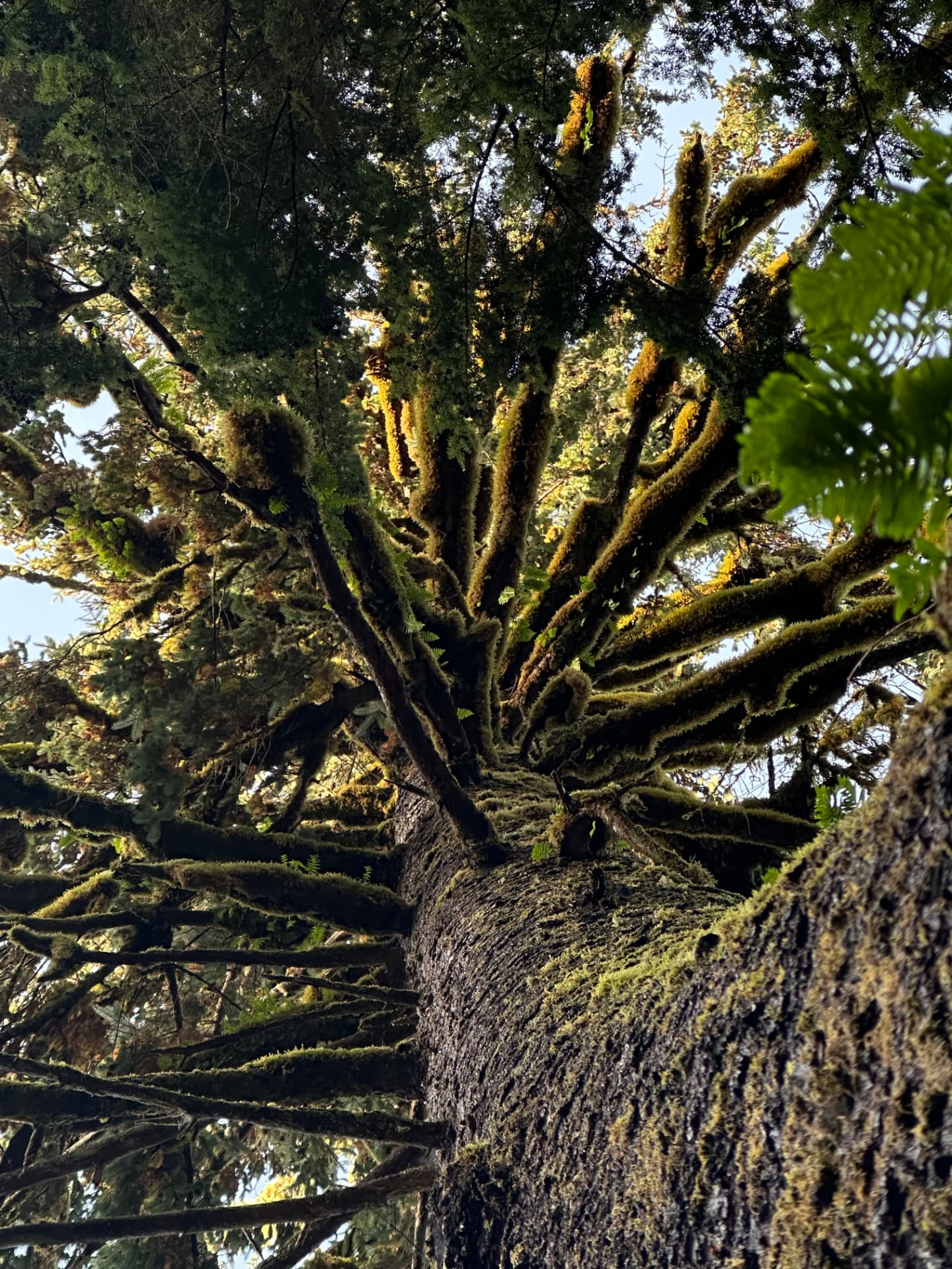 Looking up into a moss-covered tree whose branches spiral outward
