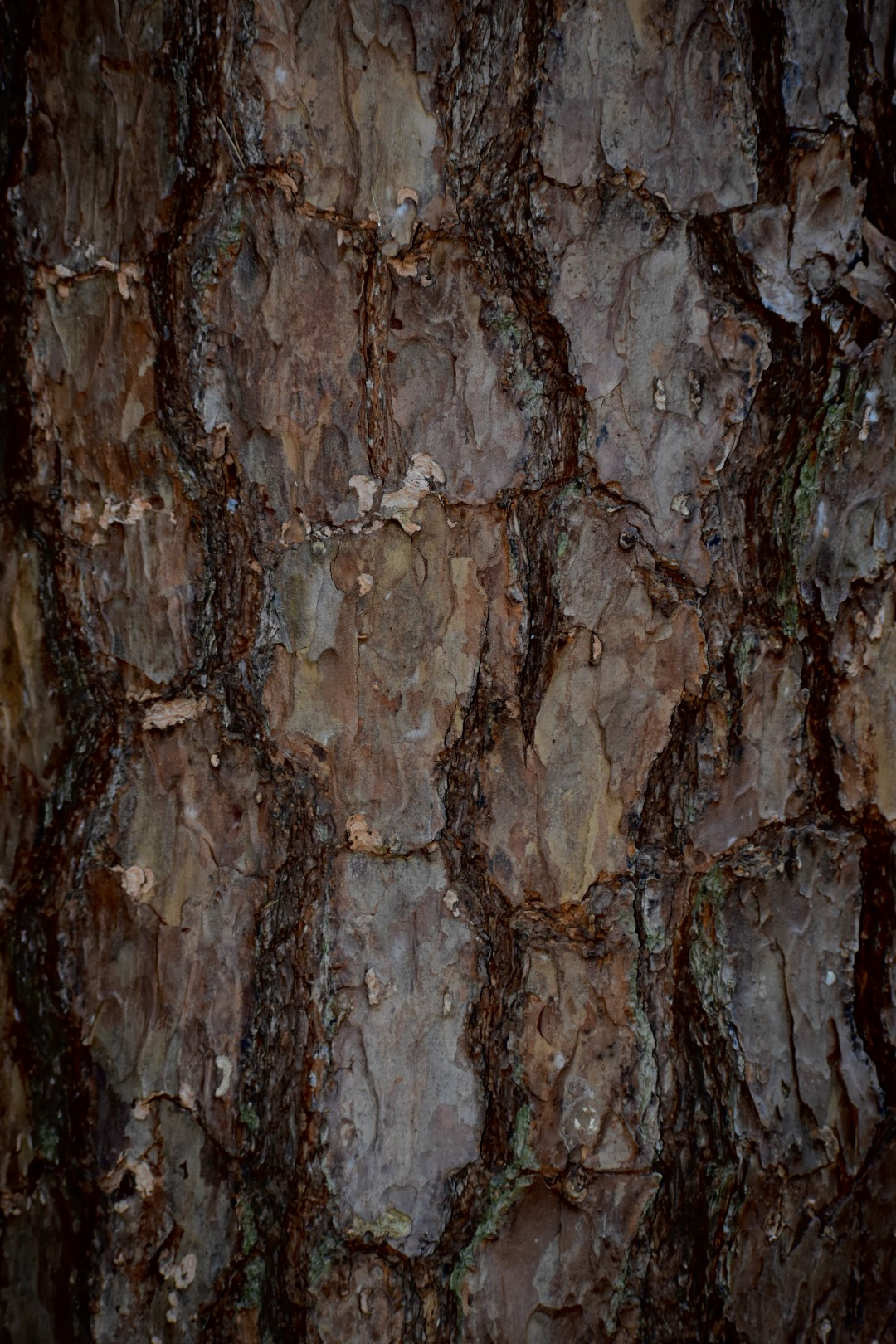 Close-up of weathered pine bark, its plates layered in browns, mauves, and hints of green lichen