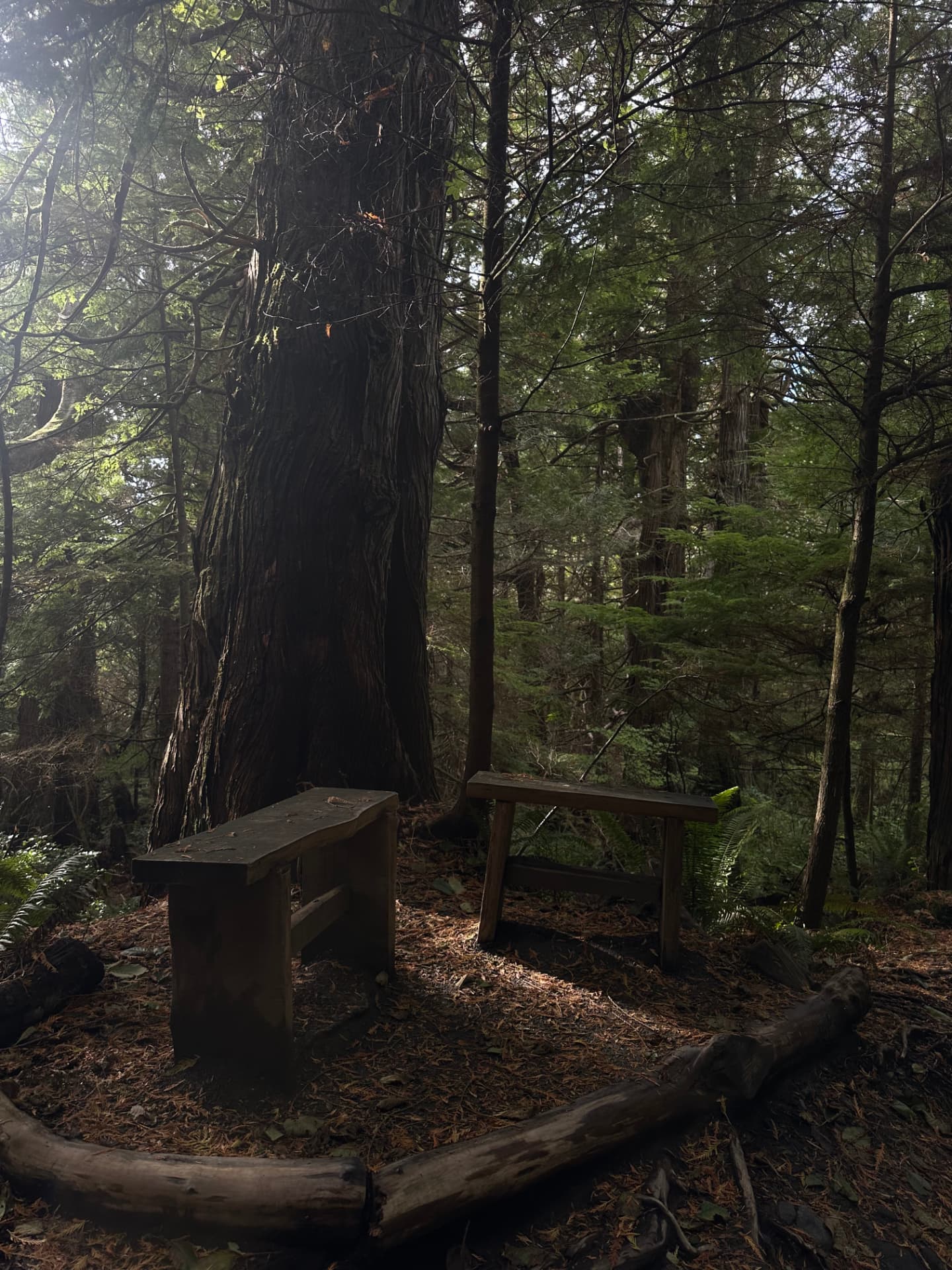Two wooden chairs facing each other beneath a large tree in the forest