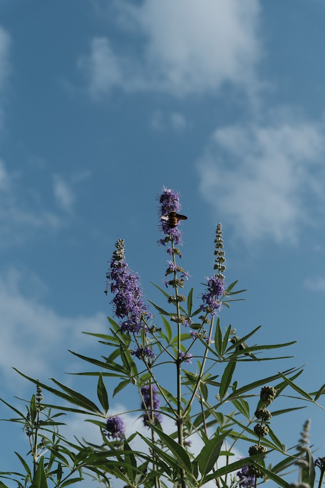 A bee resting on purple verbena flowers beneath a blue sky