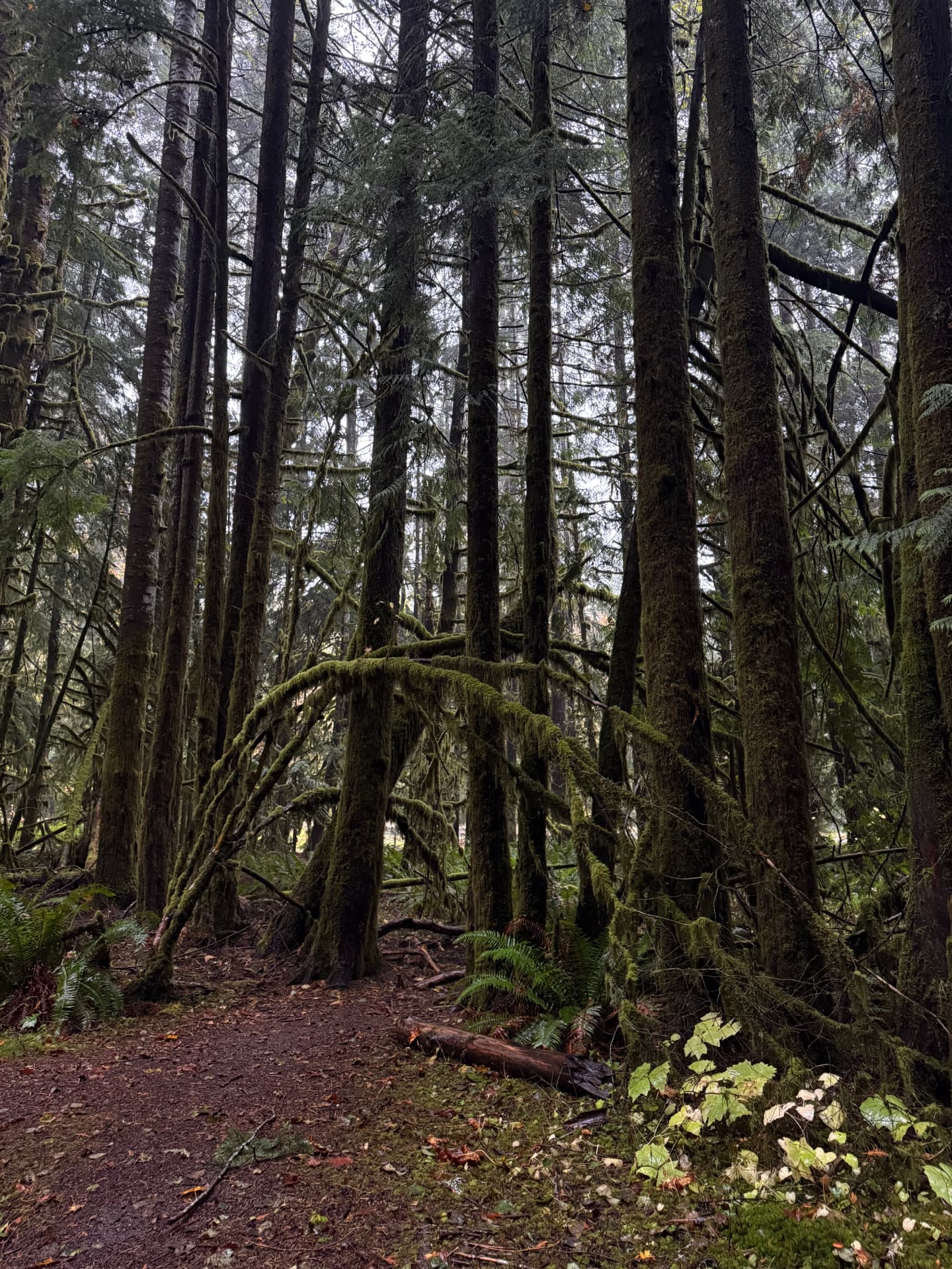 A mossy Pacific Northwest forest, tall trees arching over a quiet woodland trail lined with ferns