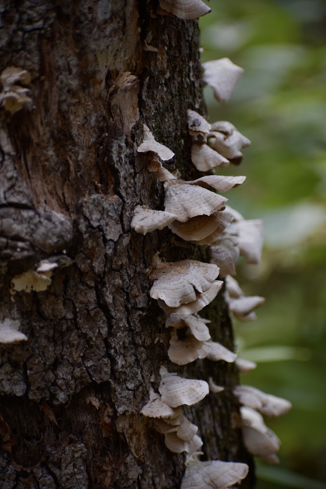 Pale shelf mushrooms growing up the bark of a tree trunk in a green forest