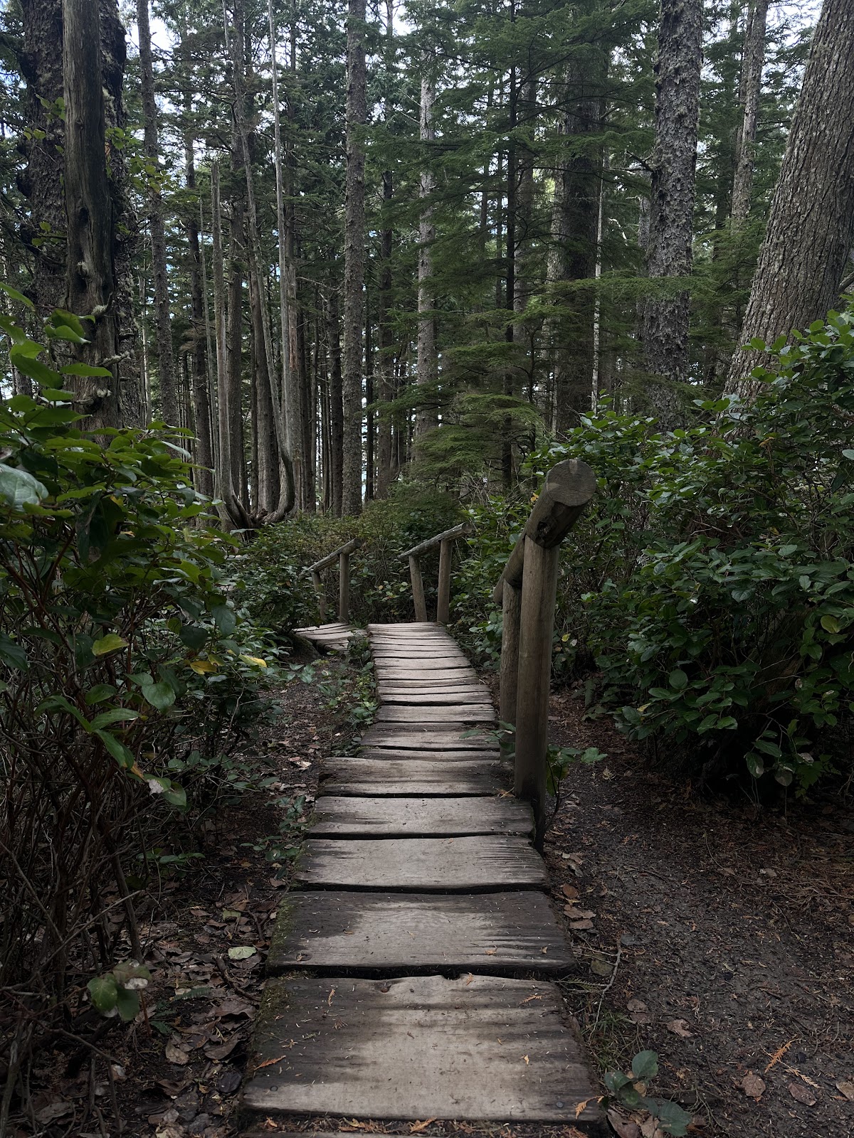 A narrow wooden plank path winding between tall trees in a green forest