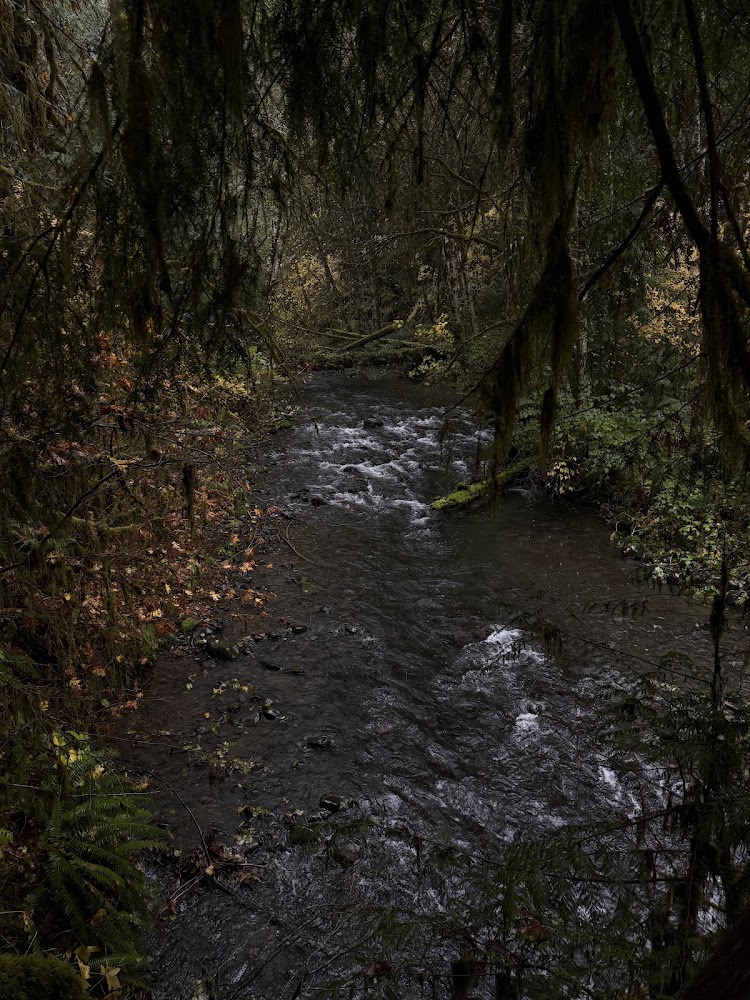 A shaded stream winding through a mossy forest