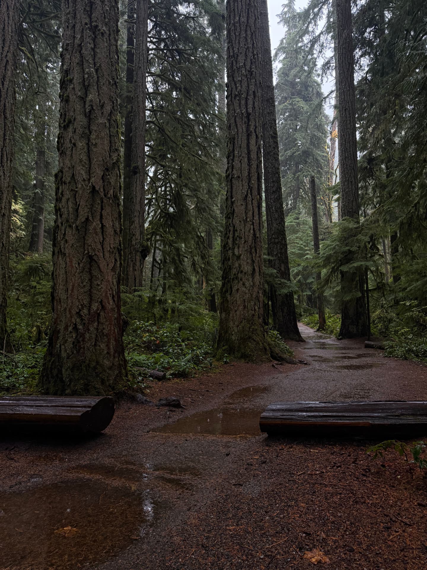 A dark forest path with puddles between two wooden log benches and tall trees